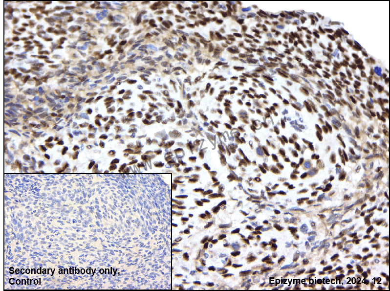 Anti-POLD1 Rabbit mAb [83G86D04]