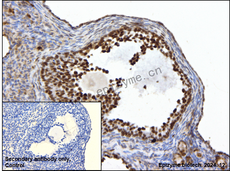 Anti-POLD1 Rabbit mAb [83G86D04]