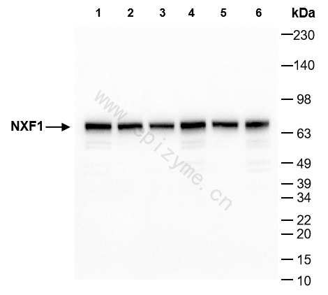 Anti-NXF1 Rabbit mAb [71L76E55]