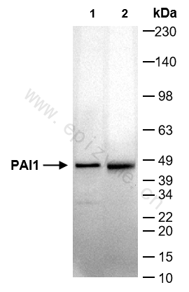 Anti-PAI1 Rabbit mAb [43H86A35]