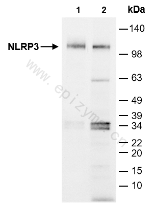 Anti-NLRP3 Rabbit mAb [23R78N45]