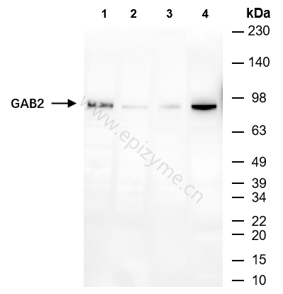 Anti-GAB2 Rabbit mAb [39F73H98]