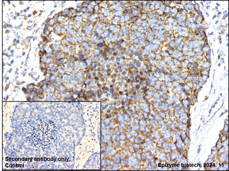 Anti-HtrA2/Omi Rabbit mAb [19D43C52]