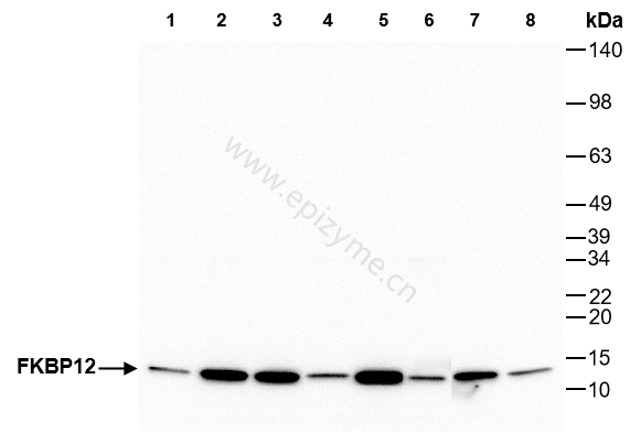 Anti-FKBP12 Rabbit mAb [35Q41K33]