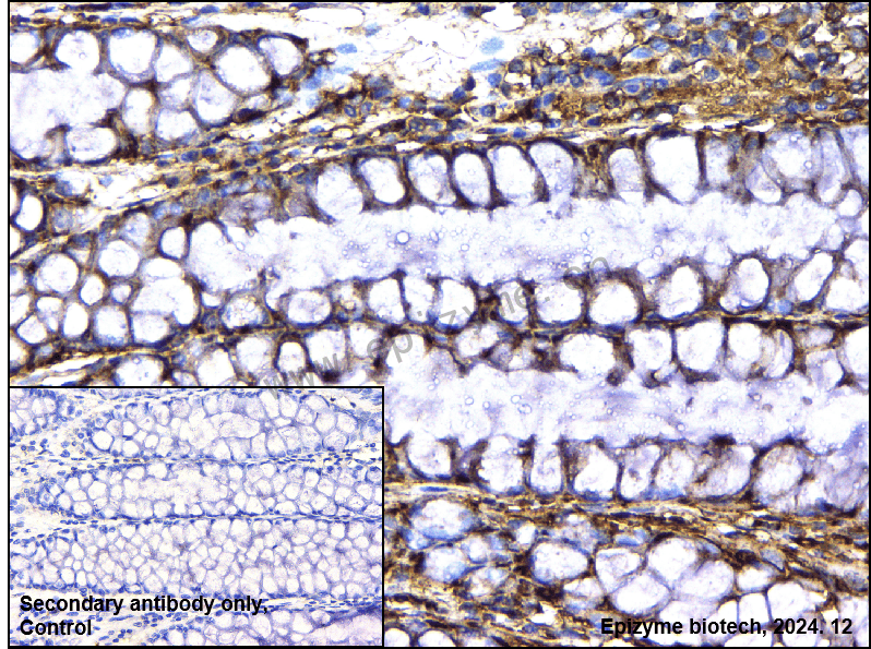 Anti-FKBP12 Rabbit mAb [35Q41K33]