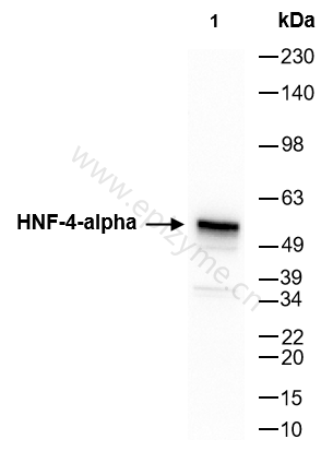 Anti-HNF-4-alpha Rabbit mAb [70L09C17]