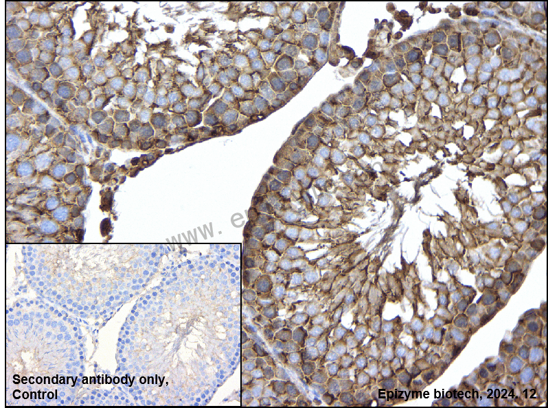 Anti-Hsp90 beta Rabbit mAb [34B09J15]