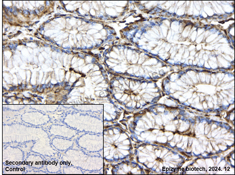 Anti-Hsp90 beta Rabbit mAb [34B09J15]