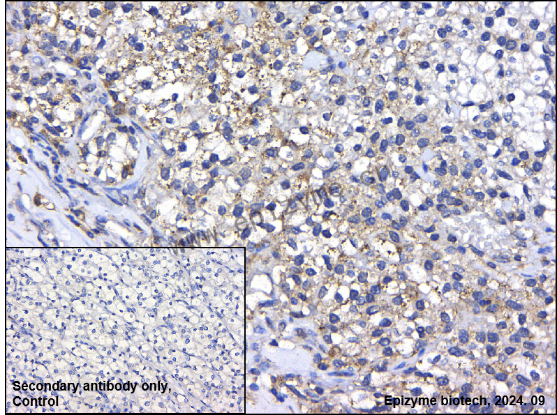 Anti-Wnt5a Rabbit mAb [81L50M84]