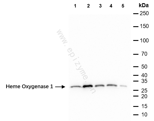 Anti-Heme Oxygenase 1 Rabbit mAb [65J99M24]