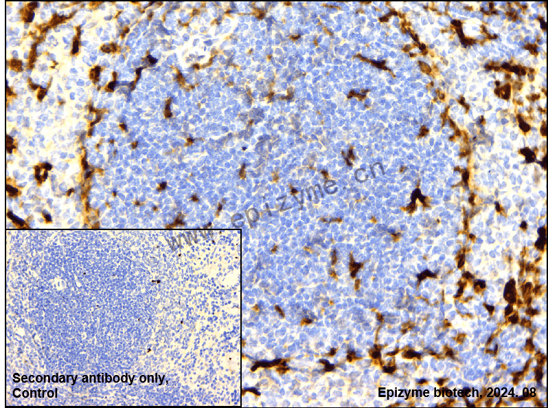 Anti-Heme Oxygenase 1 Rabbit mAb [65J99M24]