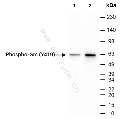 Anti-Phospho-Src (Tyr419) Rabbit mAb [39T11S83]