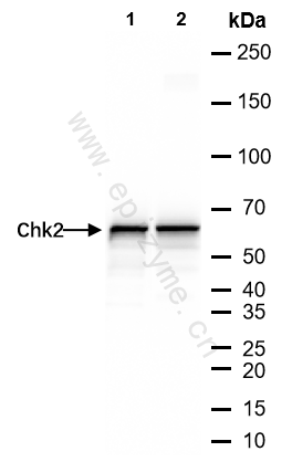 Anti-Chk2 Rabbit mAb [12I51L29]