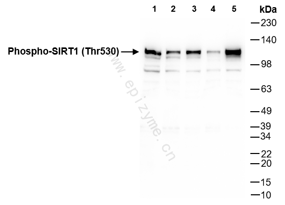 Anti-Phospho-SIRT1 (Thr530) Rabbit mAb [41H77G34]
