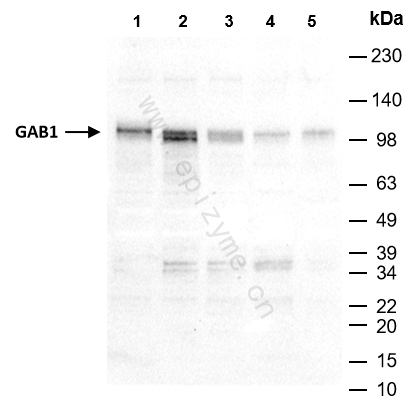 Anti-GAB1 Rabbit mAb [42M64H17]
