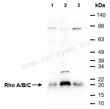 Anti-Rho A/B/C Rabbit mAb [17E16R90]