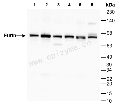 Anti-Furin Rabbit mAb [80M11A38]