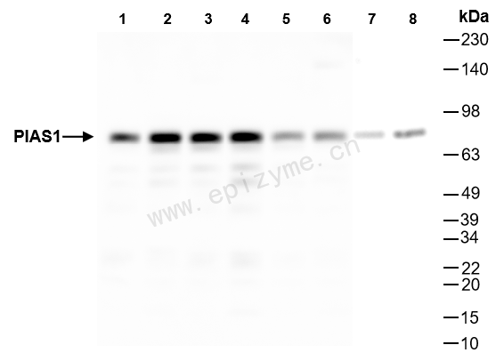 Anti-PIAS1 Rabbit mAb [81Q64F53]