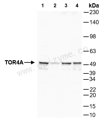 Anti-TOR4A Rabbit mAb [34S10P44]