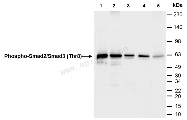 Anti-Phospho-Smad2/3 (Thr8) Rabbit mAb [31J01M70]