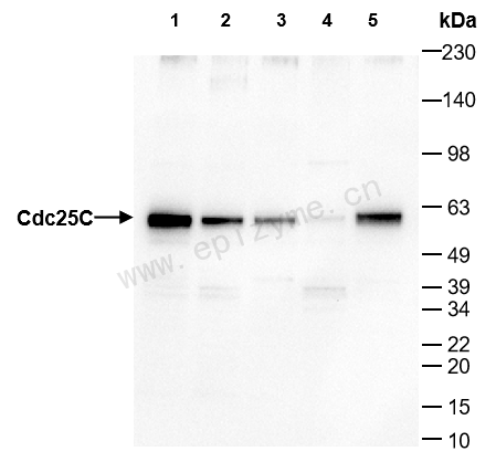 Anti-Cdc25C Rabbit mAb [26R57S68]