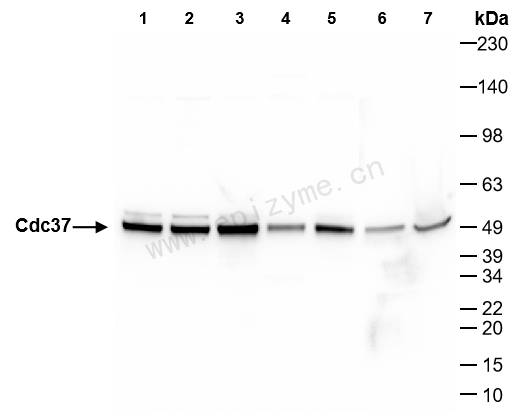 Anti-Cdc37 Rabbit mAb [31J72R04]
