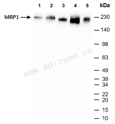 Anti-MRP1 Rabbit mAb [24G99C61]