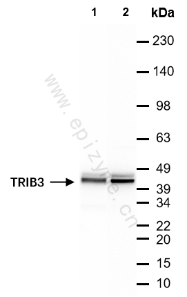 Anti-TRIB3 Rabbit mAb [41Q27Q58]