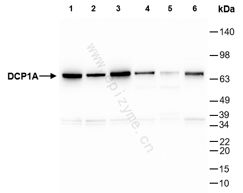 Anti-Dcp1a Rabbit mAb [32F54L03]