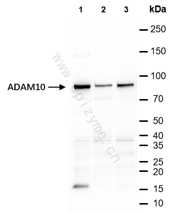 Anti-ADAM10 Rabbit mAb [84L55I30]