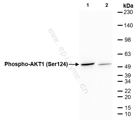 Anti-Phospho-AKT1 (Ser124) Rabbit mAb [24C82H88]