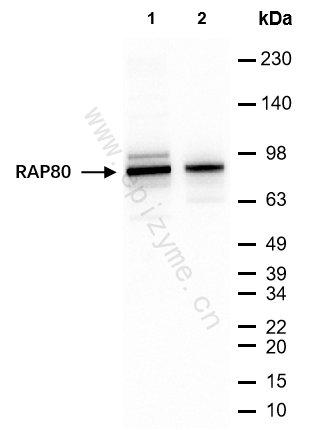 Anti-RAP80 Rabbit mAb [38A10D24]