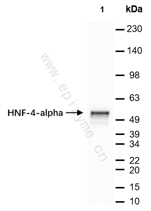 Anti-HNF-4-alpha Rabbit mAb [82E23C27]