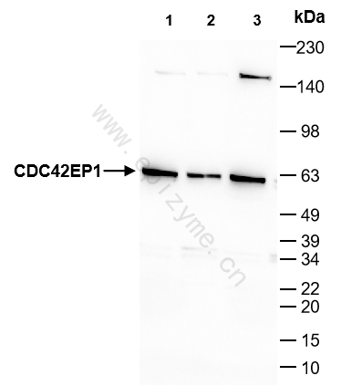 Anti-CDC42EP1 Rabbit mAb [70C28R67]