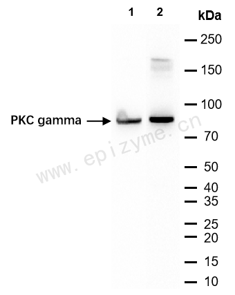 Anti-PKC gamma Rabbit mAb [86M57F87]