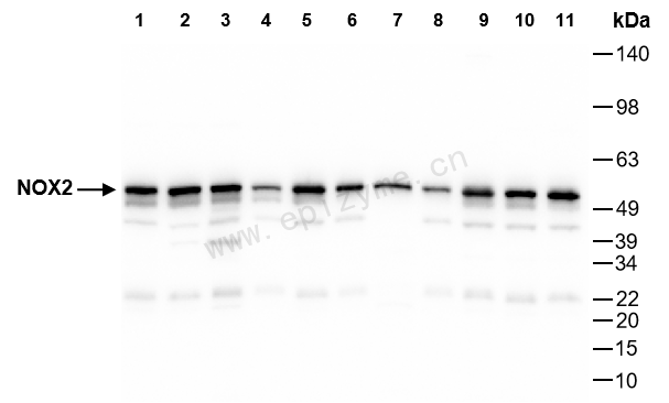 Anti-NOX2 Rabbit mAb [14H93H81]