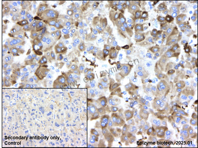 Anti-Heme Oxygenase 1 Rabbit mAb [58Q07H13]