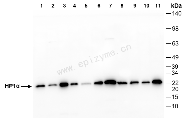 Anti-HP1 alpha Rabbit mAb [41D96H95]