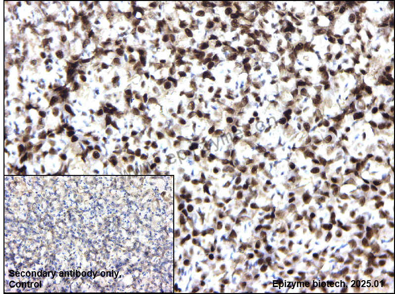 Anti-HP1 alpha Rabbit mAb [41D96H95]