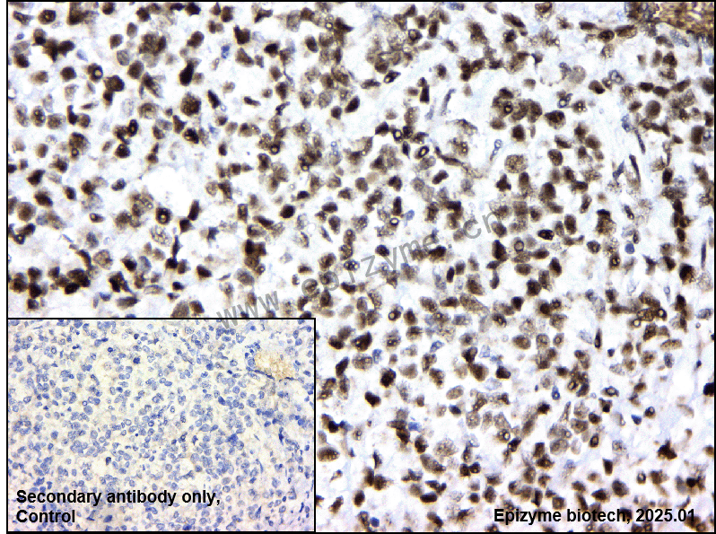 Anti-HP1 alpha Rabbit mAb [41D96H95]