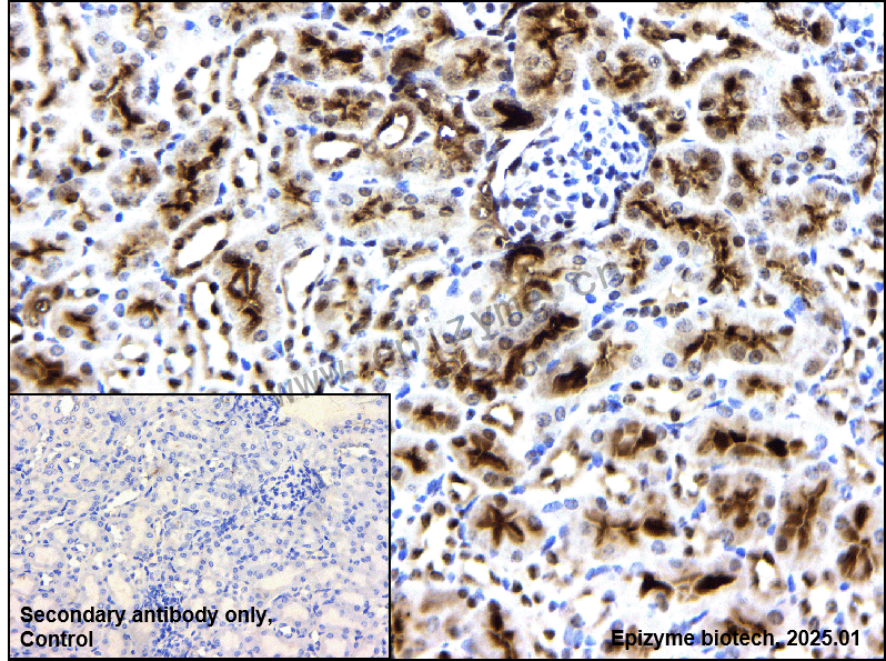 Anti-HP1 alpha Rabbit mAb [41D96H95]