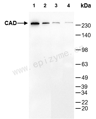 Anti-CAD/DFFB Rabbit mAb [39S91M22]