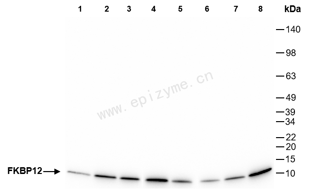 Anti-FKBP12 Rabbit mAb [21M16T26]