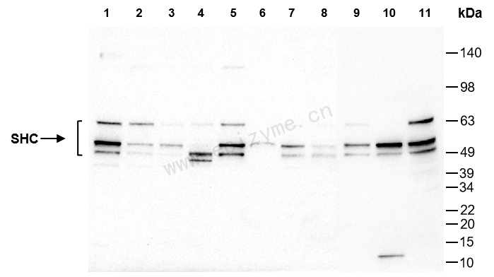 Anti-SHC Rabbit mAb [97D40L72]