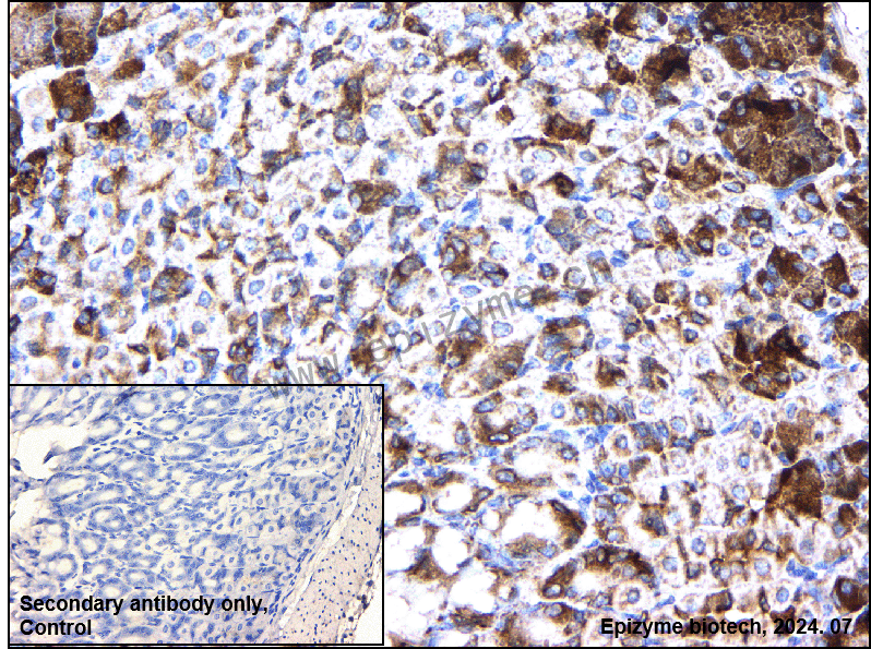Anti-BAG1 Rabbit mAb [72I06E58]
