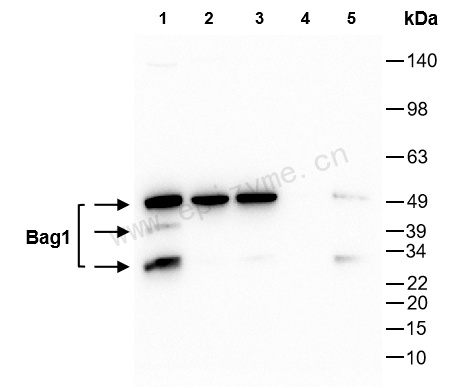 Anti-BAG1 Rabbit mAb [72I06E58]