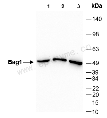 Anti-BAG1 Rabbit mAb [72I06E58]