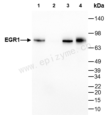 Anti-EGR1 Rabbit mAb [11R52C06]