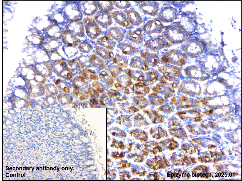 Anti-Glutamine Synthetase Rabbit mAb [63T53F67]