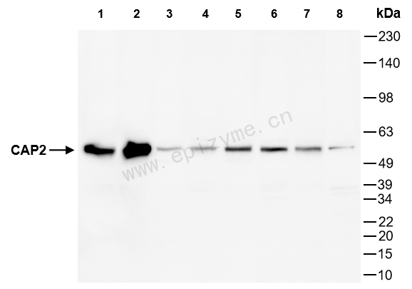 Anti-CAP2 Rabbit mAb [64T50N48]